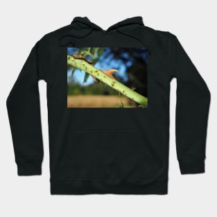 Wild rose stem with thorns Hoodie